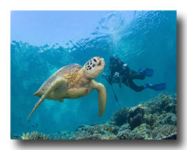 Reef Monitoring Program