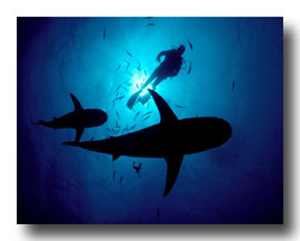 Reef Monitoring Program