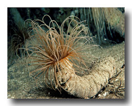 Reef Monitoring